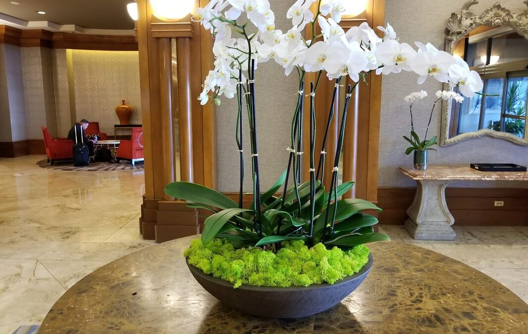 Phalaenopsis Orchids: The Perfect Office and Hotel Plant