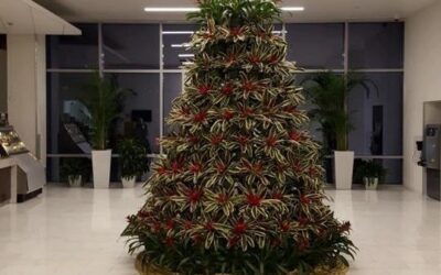 Holiday Decorating for your Business with Plants