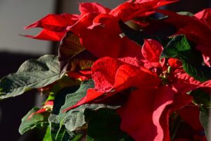 Holiday Decorating for your Business with Plants - Poinsettia 