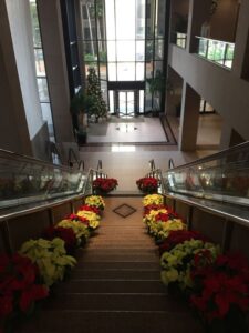 Holiday Decorating for your Business with Plants 