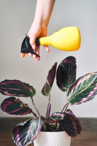 How to treat indoor plant pests
