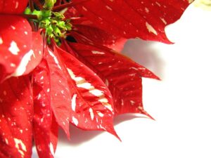 Keeping Your Holiday Plants Healthy