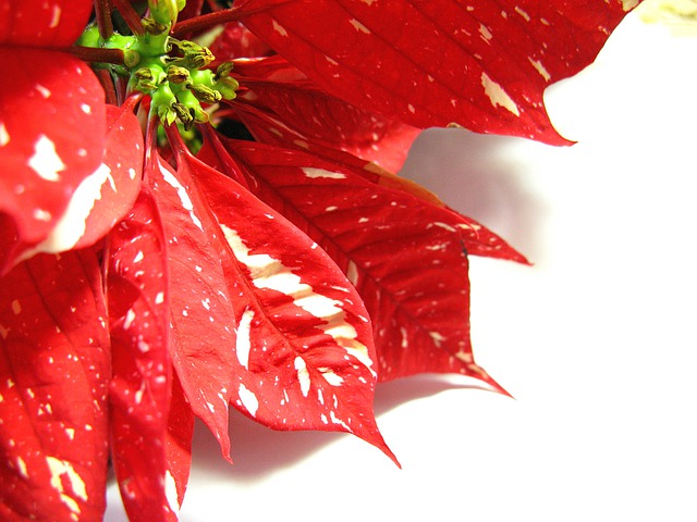 Keeping Your Holiday Plants Healthy