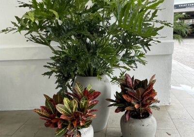 The Importance of Keeping Indoor Plants Healthy