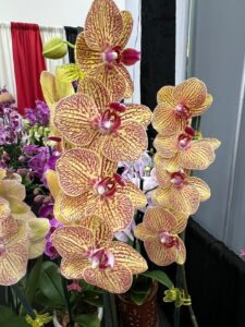Phalaenopsis orchid from Nivtop Creations