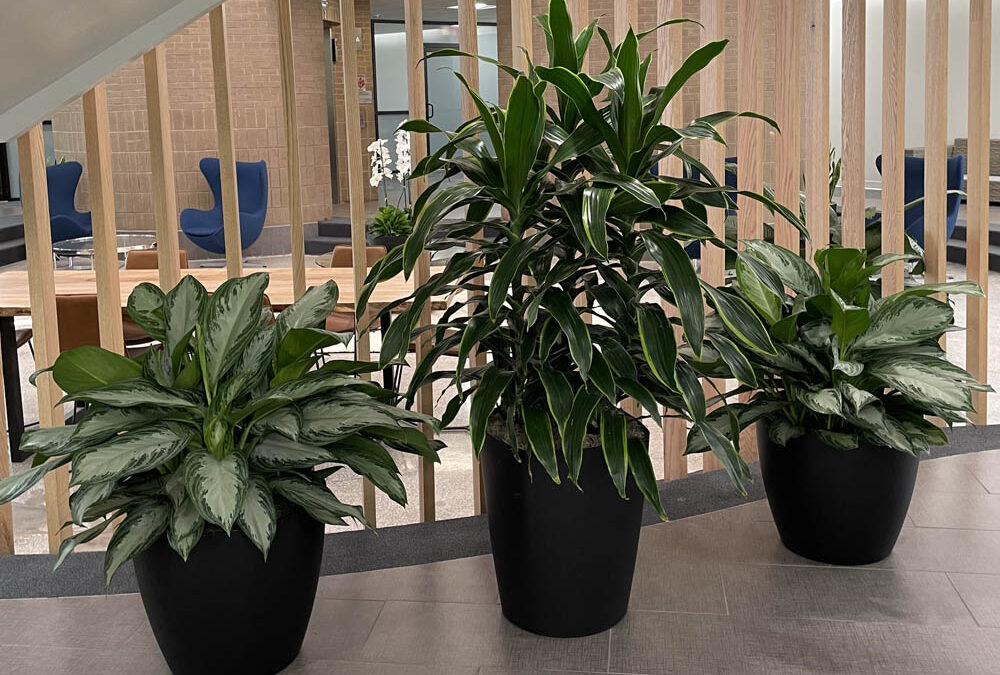 Office Plant Rentals: Adding Life to Your Workspace