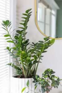 Indoor Plants for a Florida Summer