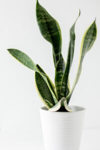 Indoor Plants for a Florida Summer