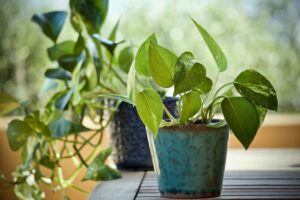 Office Plants for Fall: Bring the Season Inside