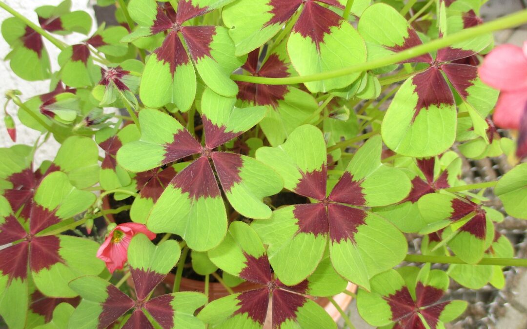 Growing Shamrocks Indoors: A Guide to Caring for These Lucky Plants