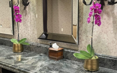 Why Orchids Are Preferred Interior Plants in Hospitality Businesses