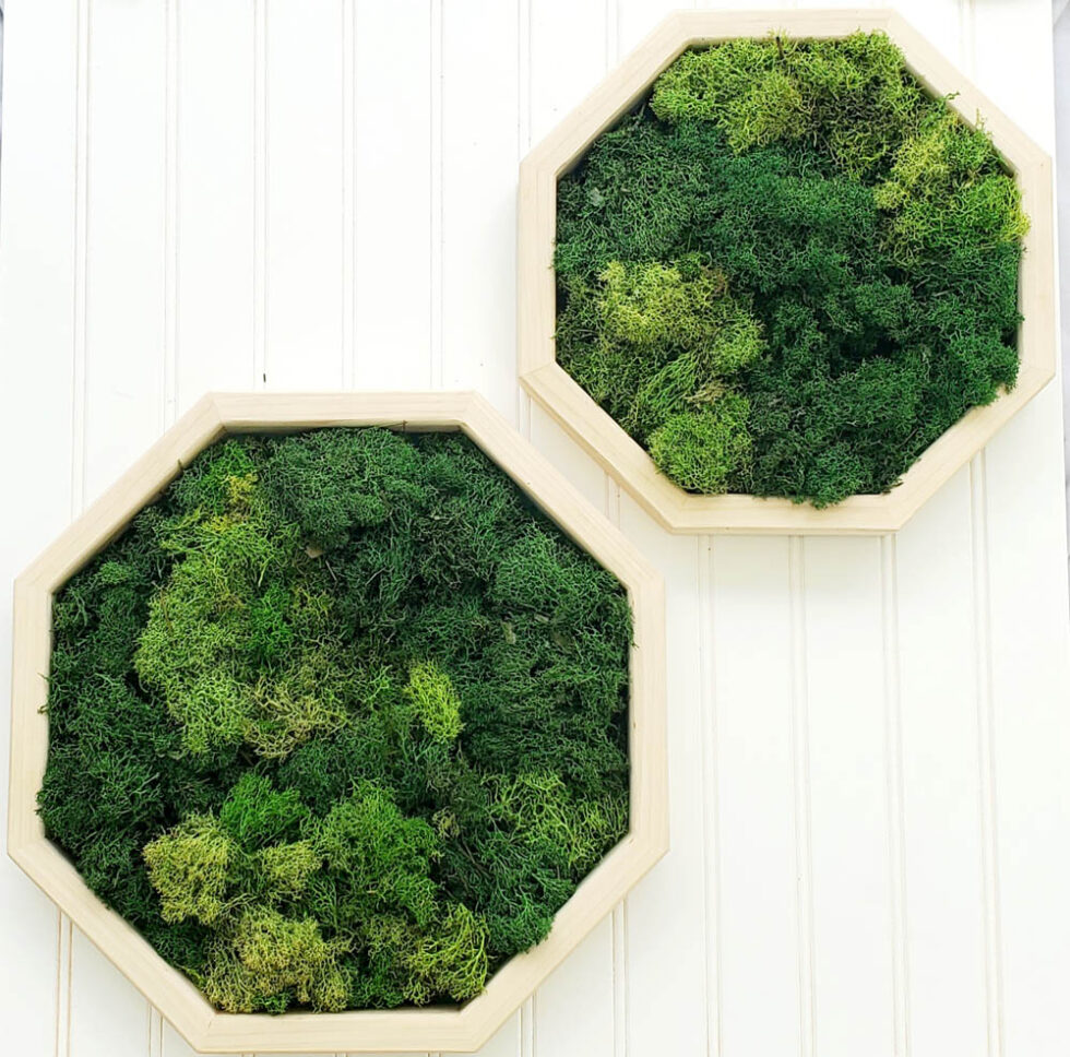 live green wall display, moss, frames, interior landscaping, office plants, Tampa, Florida