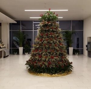 Holiday Live Plant Decorating Bromeliads Tree