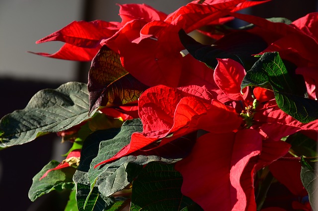 Holiday Live Plant Poinsettia, Holiday Decorating, Styling, Tampa Florida