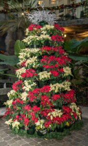 Live Poinsettia Tree