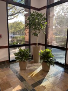 New Year, Fresh Spaces: The Role of Indoor Plants in Boosting Productivity and Mood in the Workplace