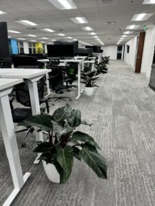 New Year, Fresh Spaces: The Role of Indoor Plants in Boosting Productivity and Mood in the Workplace