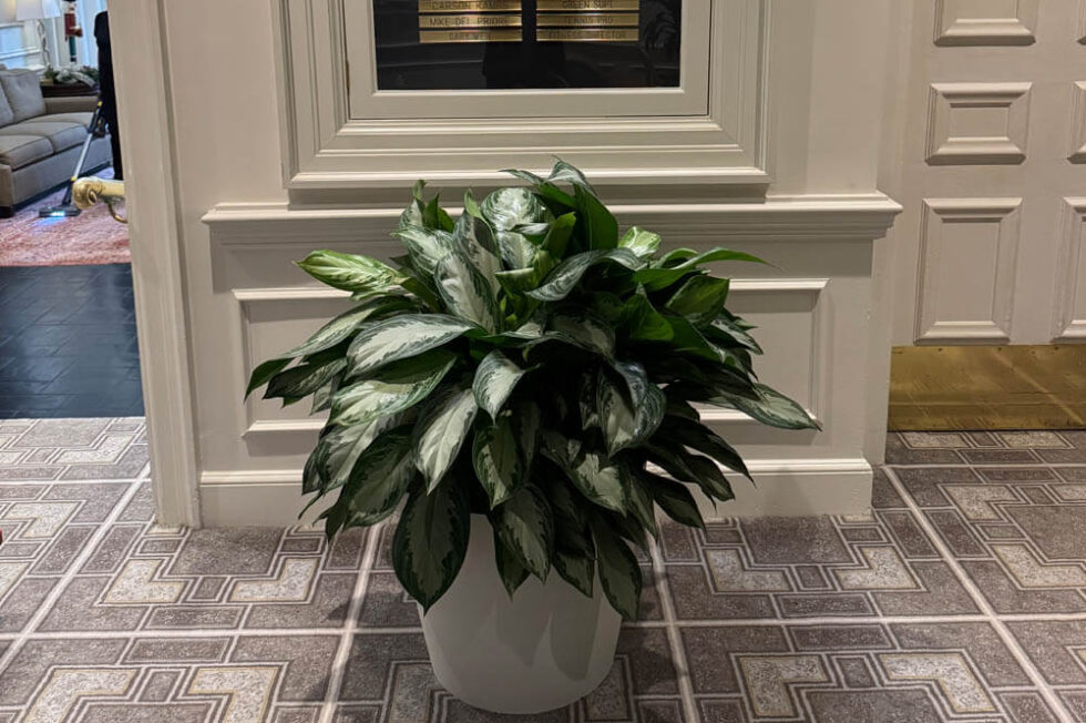 office plants for country clubs, lobby plants, Tampa, Clearwater, Florida, Palma Ceia Country Club
