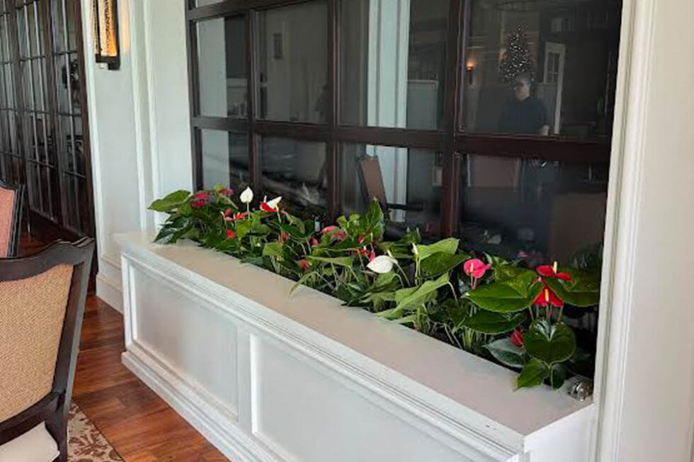 office plants for country clubs, lobby plants, Tampa, Clearwater, Florida, Palma Ceia Country Club