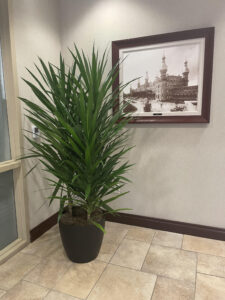 Enhancing Medical Office Atmosphere with Interior Landscaping