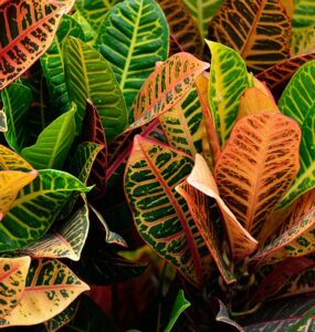 Bring the Colors of Fall Inside with Nivtop Creations