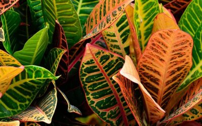 Bring the Colors of Fall Inside