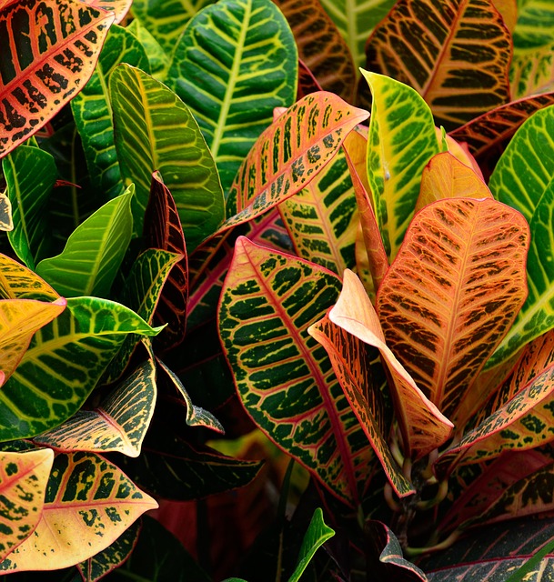 Bring the Colors of Fall Inside with Nivtop Creations