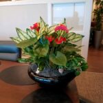 Plant Arrangements Personalized