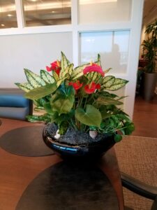 Plant Arrangements Personalized