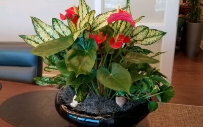 Tabletop Plant Arrangements
