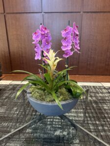 Tabletop Plant Arrangement - Orchid