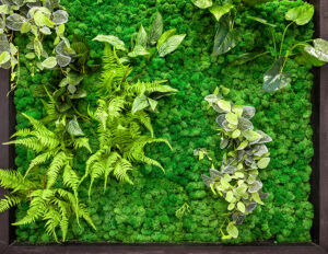 a Living Wall is the Ultimate Lobby Upgrade