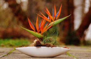 Tabletop Plant Arrangement - Bird of Paradise
