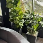 Why Live Plants Should Be Part of Your Office's New Year Refresh