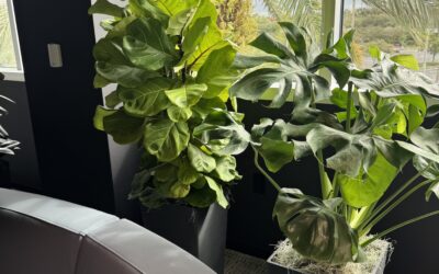 Why Live Plants Should Be Part of Your Office’s New Year Refresh