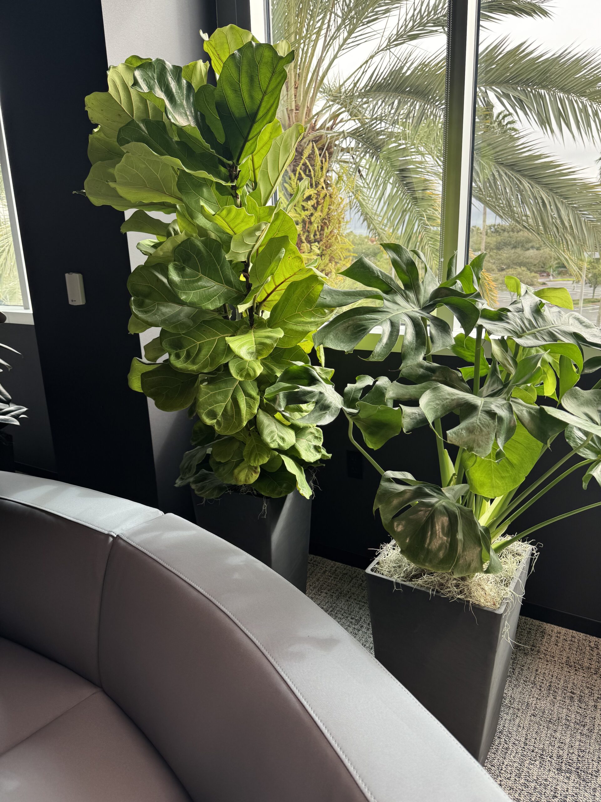 Why Live Plants Should Be Part of Your Office's New Year Refresh