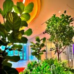 Designing with Heart: Romantic and Restorative Plant Displays for February Spaces